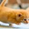 Baby Cats ? Funny and Cute Baby Cat Videos Compilation (2018) Gatitos Bebes Video Recopilacion