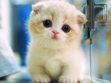 Baby Cats ? Funny and Cute Baby Cat Videos Compilation (2018) Gatitos Bebes Video Recopilacion
