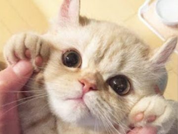 Baby Cats ? Funny and Cute Baby Cat Videos Compilation (2018) Gatitos Bebes Video Recopilacion
