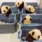 Baby Pandas ? Cute and Funny Baby Panda Videos Compilation (2018) Pandas Bebes Recopilación