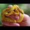 Baby Reptiles ? Cute and Funny Reptile Videos Compilation (2018) Reptiles Video Recopilación