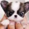 Dog Love ? Cute and Funny Dog Videos Compilation (2018) Perros Adorables Video Recopilación
