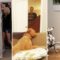 Dogs React To Magic Trick With Blanket ? Perros Reaccionan Truco De Magia Con Manta