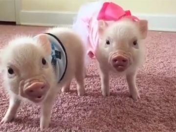 Mini Pigs ? Cute and Funny Micro Pig Videos Compilation (2018) Mini Pigs Adorables Videos