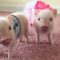 Mini Pigs ? Cute and Funny Micro Pig Videos Compilation (2018) Mini Pigs Adorables Videos