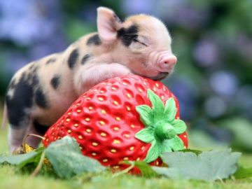 Mini Pigs ? Cute and Funny Micro Pig Videos Compilation (2018) Mini Pigs Adorables Videos