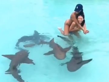 Ocean Life ? Marine Animal Videos Compilation (2018) Animales Marinos Video Recopilación