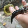 Primitive Technology: Freshwater Prawn Trap