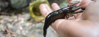 Primitive Technology: Freshwater Prawn Trap