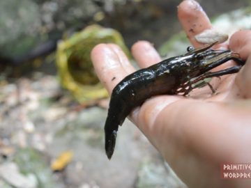Primitive Technology: Freshwater Prawn Trap
