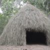 Primitive Technology: Grass hut