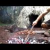 Primitive Technology: Making poisonous Black bean safe to eat (Moreton Bay Chestnut)