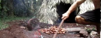 Primitive Technology: Making poisonous Black bean safe to eat (Moreton Bay Chestnut)
