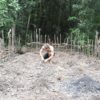 Primitive Technology: Planting Cassava and Yams
