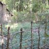 Primitive Technology: Sweet potato patch