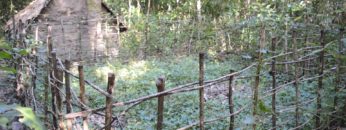 Primitive Technology: Sweet potato patch