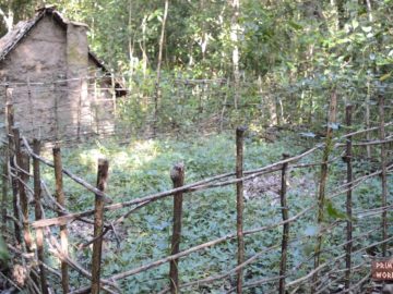 Primitive Technology: Sweet potato patch