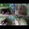 Primitive Tool: Build A-frame hut with grass and mud