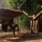 Primitive Tool : Build wood bed shed