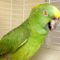 TRY NOT TO LAUGH – Birds & Parrots Funny Animals Fails Compilation | Cute Vines April & May 2018