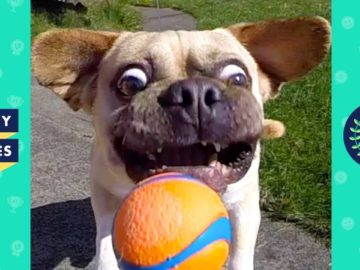 TRY NOT TO LAUGH – FUNNY ANIMALS Compilation | Dogs & Cats | Funny Vines June 2018