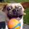 TRY NOT TO LAUGH – FUNNY ANIMALS Compilation | Dogs & Cats | Funny Vines June 2018