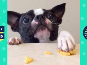 TRY NOT TO LAUGH – Funny Animals Compilation | Cute Dog Videos | Funny Vines April 2018