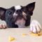 TRY NOT TO LAUGH – Funny Animals Compilation | Cute Dog Videos | Funny Vines April 2018