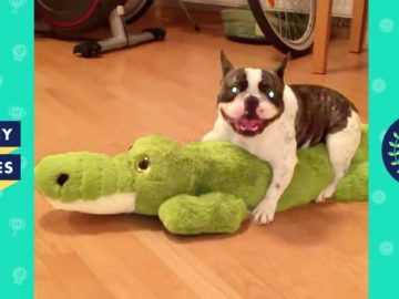TRY NOT TO LAUGH – FUNNY ANIMALS Compilation | Cute Dogs & Cats | Funny Vines June 2018