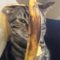 TRY NOT TO LAUGH or GRIN – Funny Animals & Cute Pets Compilation | Funny Vines May 2018