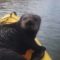 Otter Hitches A Ride Then Takes A Nap