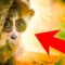 10 Cute Animals That Can Actually Kill You