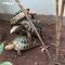 Tortoises going on a honeymoon
