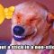 Try not to Laugh Challenge – Funny